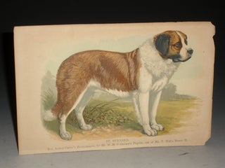 The St. Bernard. Its History, Points, Breeding, and Rearing