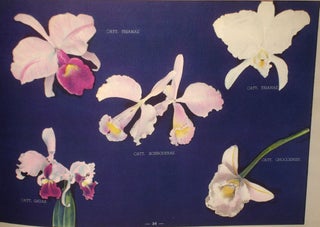 Item #018768 Orquideas Colombianas (Columbian Orchids). Luis Felipe Osorio