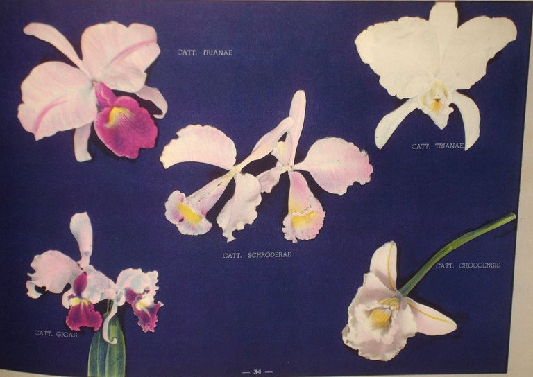 Item #018768 Orquideas Colombianas (Columbian Orchids). Luis Felipe Osorio.