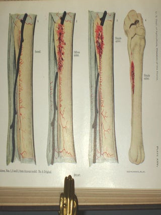 Special Report on Diseases of the Horse