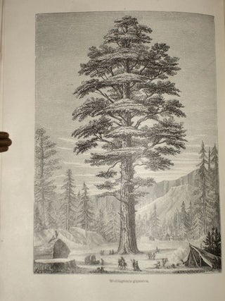 The Vegetable World; Being a History of Plants, with Their Botanical Descriptions and Peculiar Properties