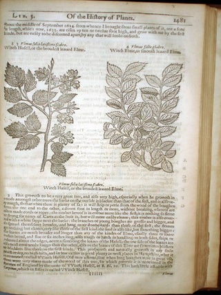 The Herball or Generall Historie of Plantes Gathered By John Gerarde of London Master in Chirurgerie