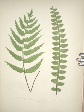 A Natural History of New and Rare Ferns: Containing Species and Varieties, None of Which are Included in Any of the Eight Volumes of "Ferns, British Ad Exotic," Amongst Which are the New Hymenophyllums and Trichomanes