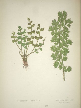 A Natural History of New and Rare Ferns: Containing Species and Varieties, None of Which are Included in Any of the Eight Volumes of "Ferns, British Ad Exotic," Amongst Which are the New Hymenophyllums and Trichomanes