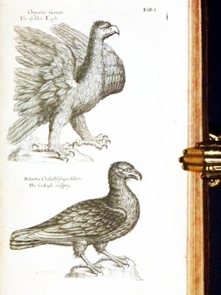 Ornithologiae Libri Tres:In Quibus Aves Ombnes Hactenus Cognitae, in Methodum Naturis Suis Convenientem Redactae, Accurate Describunture: Descriptiones Iconibus Elegantiffimis et Vivarum Avium Sinillimis, Aeri Insifis Illuftranture