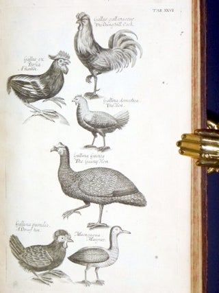 Ornithologiae Libri Tres:In Quibus Aves Ombnes Hactenus Cognitae, in Methodum Naturis Suis Convenientem Redactae, Accurate Describunture: Descriptiones Iconibus Elegantiffimis et Vivarum Avium Sinillimis, Aeri Insifis Illuftranture