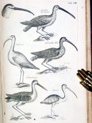 Ornithologiae Libri Tres:In Quibus Aves Ombnes Hactenus Cognitae, in Methodum Naturis Suis Convenientem Redactae, Accurate Describunture: Descriptiones Iconibus Elegantiffimis et Vivarum Avium Sinillimis, Aeri Insifis Illuftranture