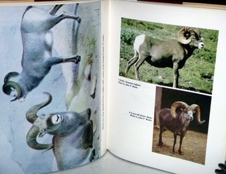 The Wild Sheep of the World with a chapter on Hunting By John H. Batten