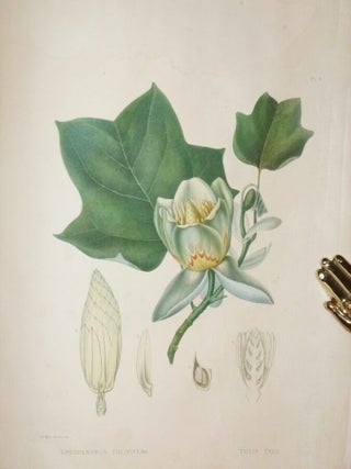 Plates Prepared Between the Years 1849 and 1859, to Accompany a Report on the Forest Trees of North America (Limited to 300 copies)