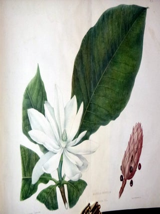 Plates Prepared Between the Years 1849 and 1859, to Accompany a Report on the Forest Trees of North America (Limited to 300 copies)