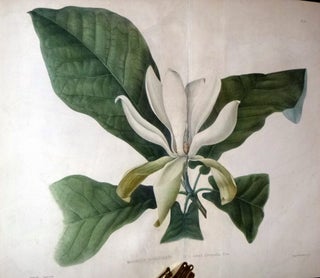 Plates Prepared Between the Years 1849 and 1859, to Accompany a Report on the Forest Trees of North America (Limited to 300 copies)
