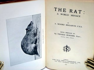 The Rat: A World Menace
