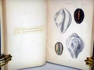 Olivia & Cypraea