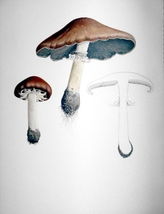 Icones Farlowianae; Illustrations of the Larger Fungi of Eastern North America