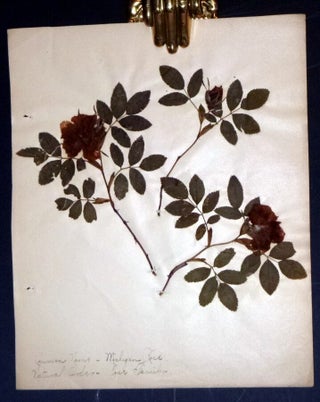 Scrapbook, Edna B. Potter, Botany, Michigan State University