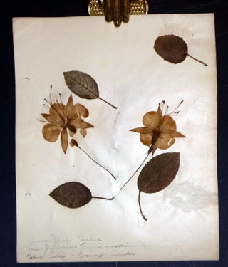 Scrapbook, Edna B. Potter, Botany, Michigan State University