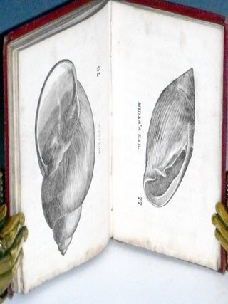 Charley's Museum; a Story for Young People