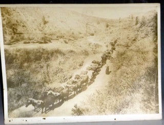 Item #031669 Photographs of Arizona Mary Leading a Sixteen-yoke Ox Team in Arizona, Ca. 1890 With...