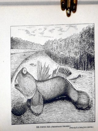 Two Years in the Jungle: The Experiences of a Hunter and a Naturalist in India, Ceylon, the Malay Peninsula and Borneo